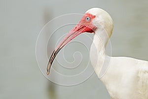 Close up portrait of white ibis