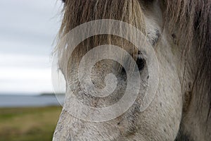 Close up portrait of a white Icelandic horse, Iceland