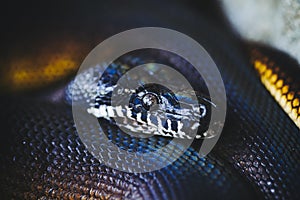 Portrait of a white-lipped python or bothrochilus albertisii