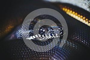 Portrait of a white-lipped python or bothrochilus albertisii