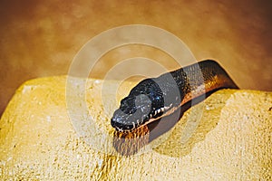 Portrait of a white-lipped python or bothrochilus albertisii