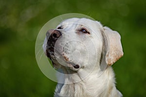 Close up portrait of a white mongrel dog