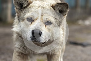 Close-up portrait of a white mongrel stray dog.