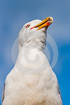 Close-up portrait of white Seagull showing tongue. The Larus Argentatus or the European herring gull, seagull is a large gull up photo