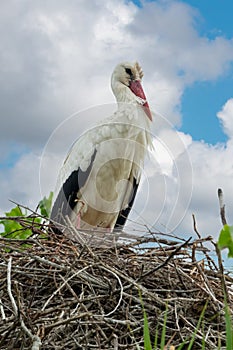 Close up portrait of a white stork in the nest in spring in the Camargue, Bouches du Rhone South of France