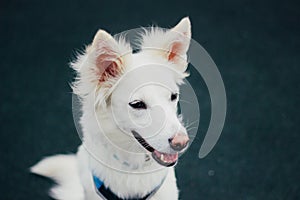 Close up portrait of white Swiss Shepherd in harness. Cute purebred dog