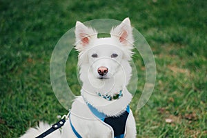 Close up portrait of white Swiss Shepherd in harness in grass. Cute purebred dog
