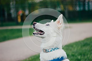 Close up portrait of white Swiss Shepherd in harness in grass. Cute purebred dog