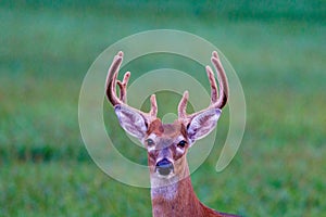 Close up portrait of a white-tailed buck