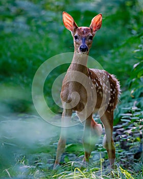 Close up portrait of a White-tailed deer fawn with spots