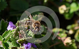 Close up portrait of a wild bee