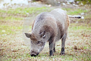 Close-up portrait of a wild boar. Sus scrofa