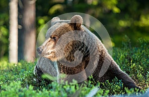 Close up portrait of the Wild Brown bear