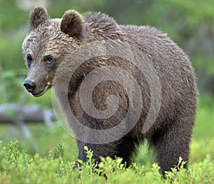 The close up portrait of wild cub of brown bear