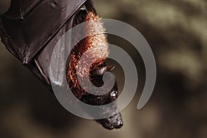 Close up portrait of wild flying fox hang down on the tree branch