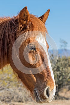 Wild Horse Portrait