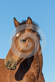 Beautiful Wild Horse Portrait