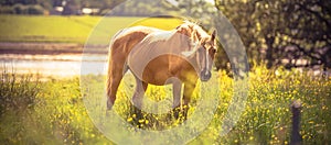 Close-up portrait of wild horses in the steppe