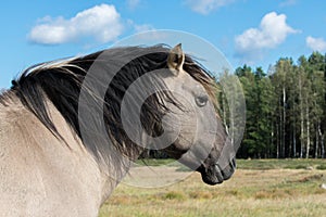 Close up portrait of wild konik polski or Polish primitive horse at Engure Lake Nature Park, Latvia. Forest and cloudy blue sky