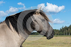 Close up portrait of wild konik polski or Polish primitive horse at Engure Lake Nature Park, Latvia. Forest and cloudy blue sky