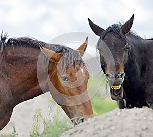 Close up portrait of Wild Mustangs horses.