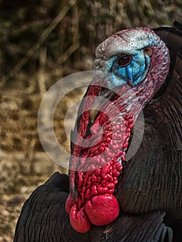 A close up portrait of a wild Tom Turkey as he stands isolated against a rural background,