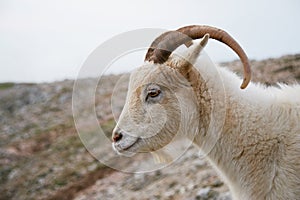 Close up portrait of wild white mountain goat with little horns