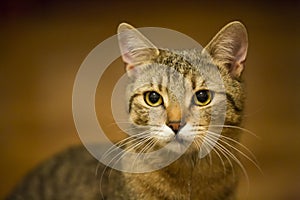 Close-up portrait of wonderful tabby cat.