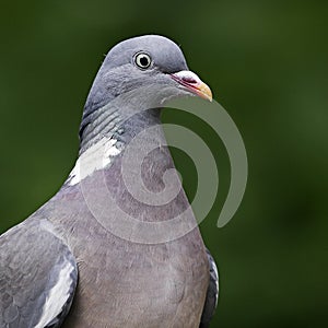 A close-up portrait of a Woodpigeon (Columba palumbus).