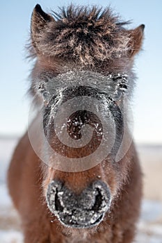 Close up portrait of a Yakut furry horse.