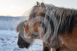 Close up portrait of a Yakut furry horses.
