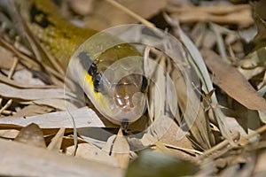 Portrait of a yellow anaconda snake