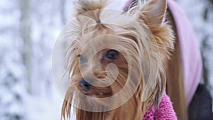 Close up portrait a yorkshire terrier dressed in wool sweater walking with the owner in a winter snow-covered park