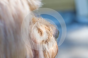 Close up portrait of a yorkshire terrier with selective focus on nose - dog pov