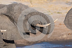 Close up and portrait of a young African Elephant drinking from waterhole. Wildlife Safari in the Chobe National Park, travel dest