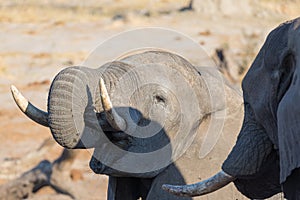 Close up and portrait of a young African Elephant drinking from waterhole. Wildlife Safari in the Chobe National Park, travel dest