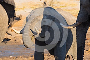 Close up and portrait of a young African Elephant drinking from waterhole. Wildlife Safari in the Chobe National Park, travel dest