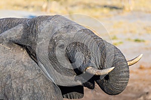 Close up and portrait of a young African Elephant drinking from waterhole. Wildlife Safari in the Chobe National Park, travel dest