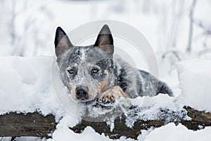 Close up portrait of young australian cattle dog or blue heeler lying down on tree trunk at winter