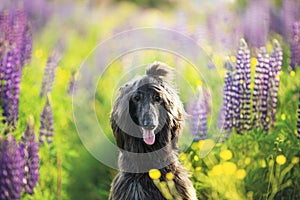 Close-up Portrait of young and beautiful afghan hound dog in the field