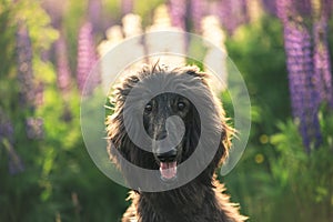 Close-up Portrait of young and beautiful afghan hound dog in the field