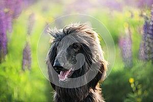 Close-up Portrait of young and beautiful afghan hound dog in the field