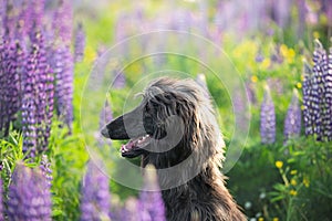 Close-up Portrait of young and beautiful afghan hound dog in the field