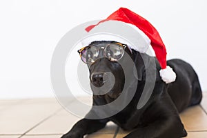 close up portrait of a young beautiful black labrador dog wearing modern sunglasses and a santa hat. white background. Christmas