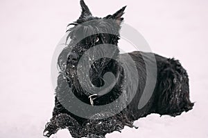 Close Up Portrait Of Young Black Giant Schnauzer Or Riesenschnauzer Dog At White Winter Snow.