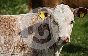 Close-up portrait of a young cow