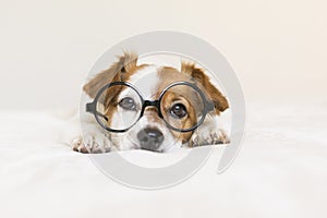 close up portrait of a young cute dog wearing glasses. Sitting on bed. Pets indoors