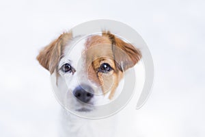 Portrait of a young cute small dog in the snow looking at the camera. Brown and white colors.Outdoors, white background. Nature