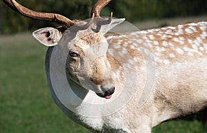 Close up and portrait of a young deer with antlers. The deer is standing in a meadow. He has turned his head to the side and