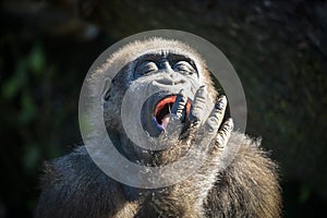 Close up portrait of a young female Gorilla